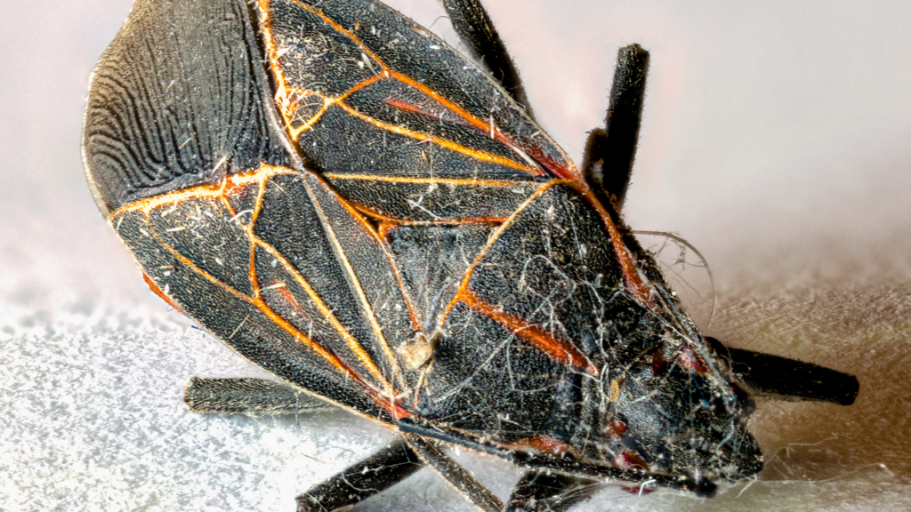 How To Remove Boxelder Bug Stain Tidy Diary