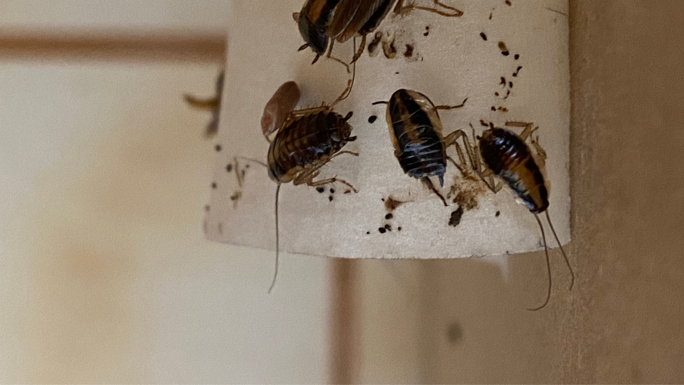 cockroach feces