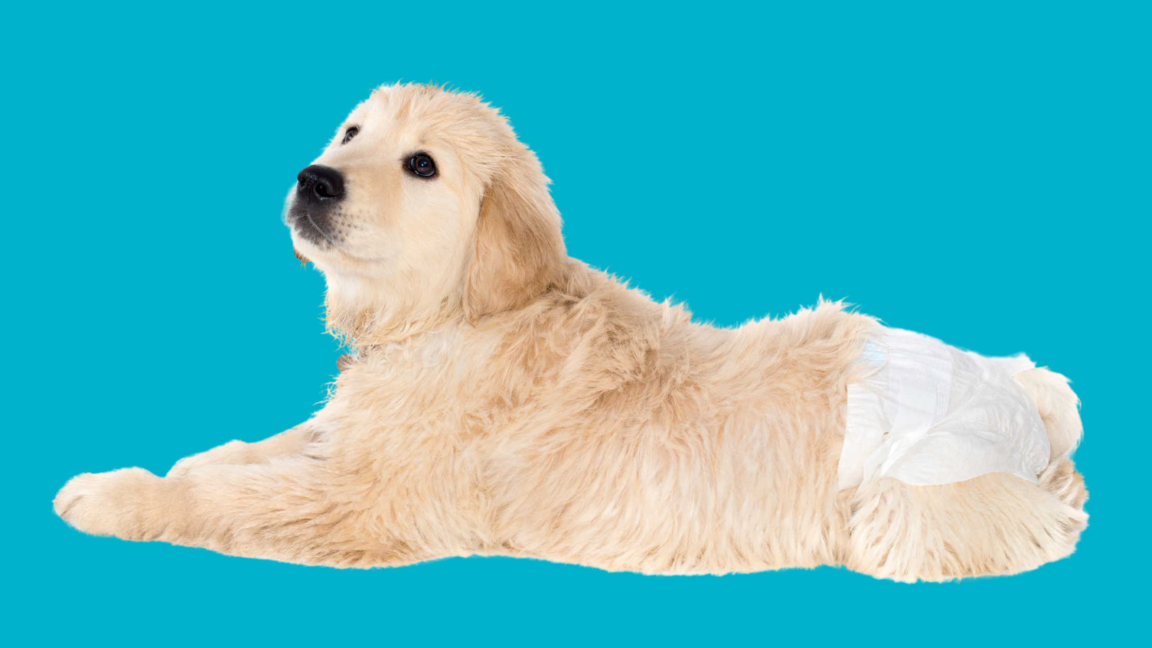 How To Remove Dog Period Stain From Washable Fabrics Tidy Diary