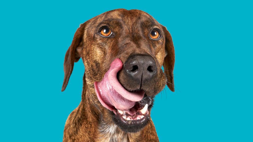 How To Remove Dog Licking Stain From Washable Fabrics Tidy Diary