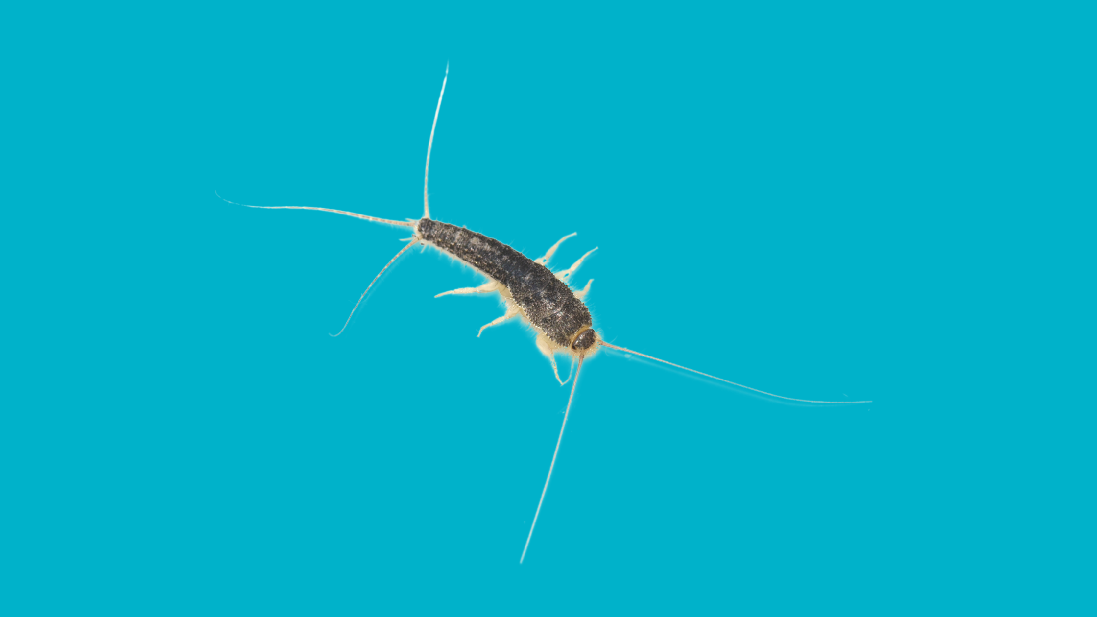 silverfish